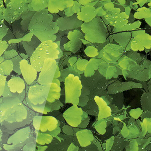 ID 9018 Ginkgo hochglanz