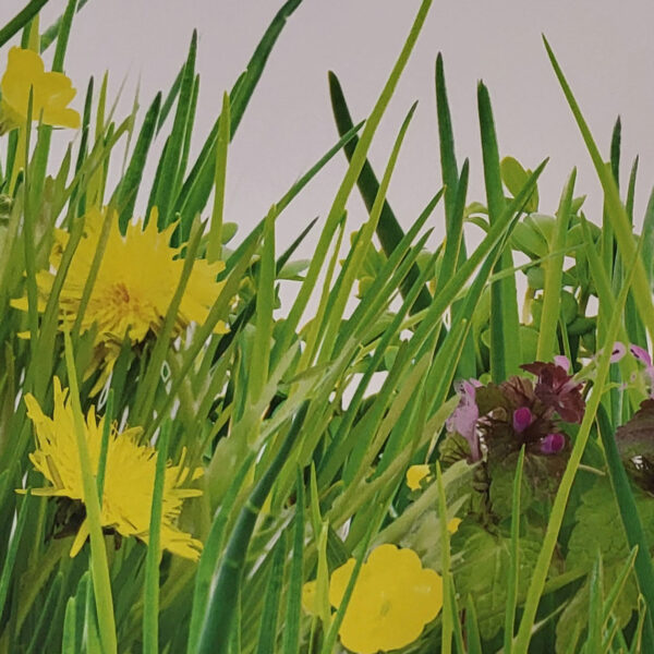 Alu Dibond-Rückwände Greenfield